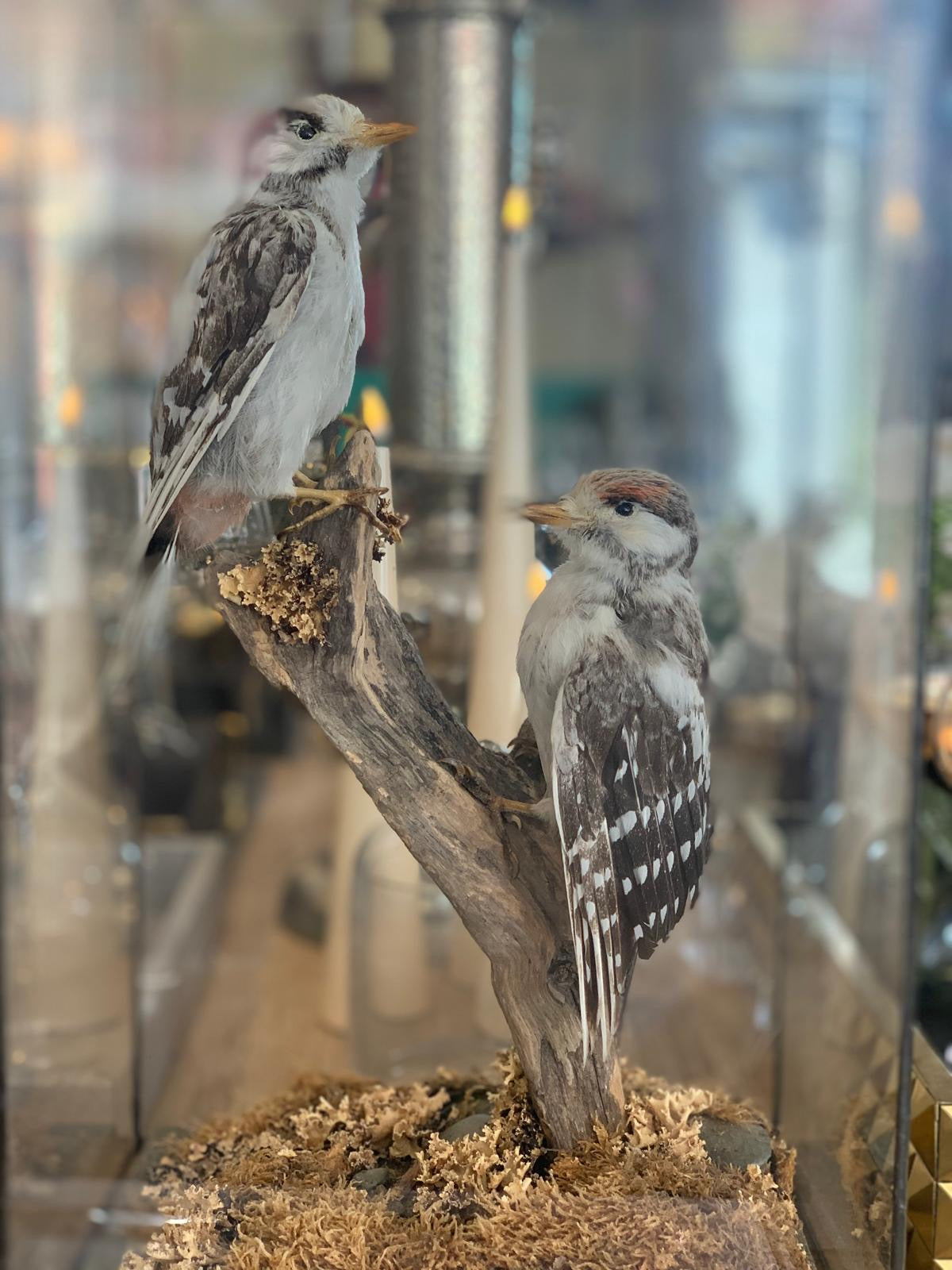 Pair of Great Spotted Woodpeckers – Taxidermy in Glass Display Case