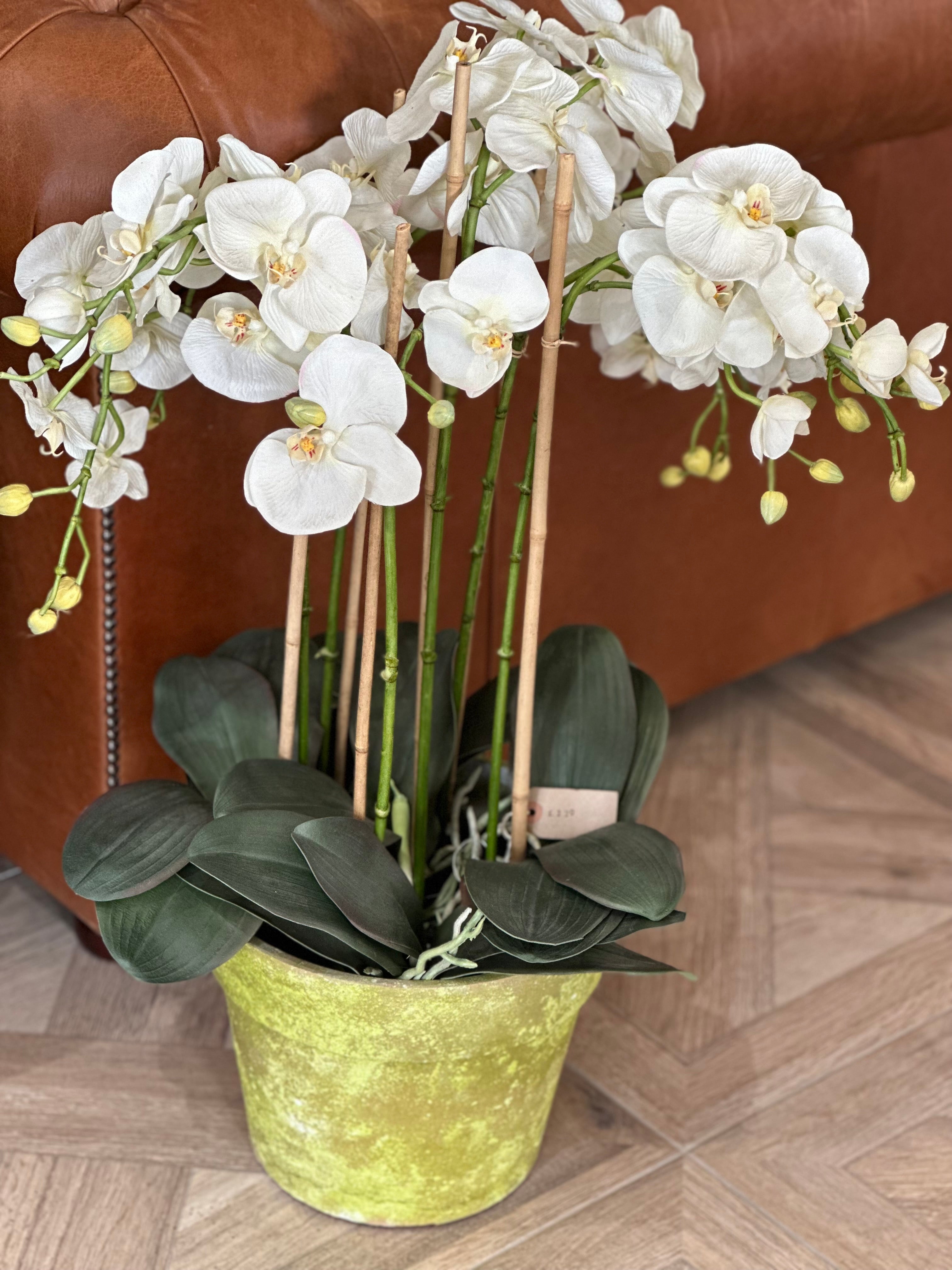 White Orchid Phalaenopsis Plant in Stone Pot