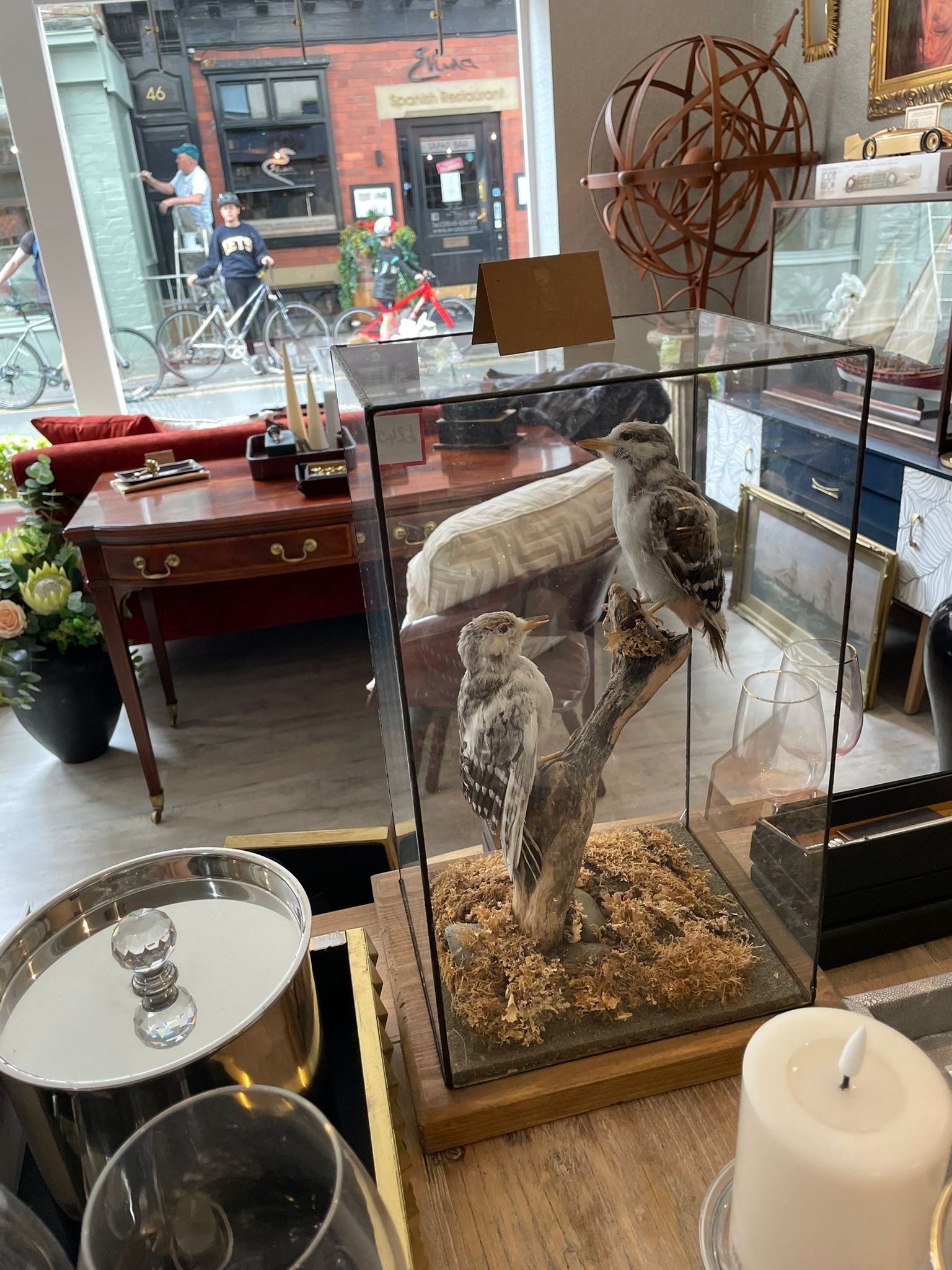 Pair of Great Spotted Woodpeckers – Taxidermy in Glass Display Case