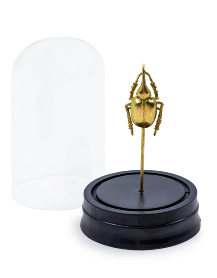 Golden Hercles Beetle Ornament