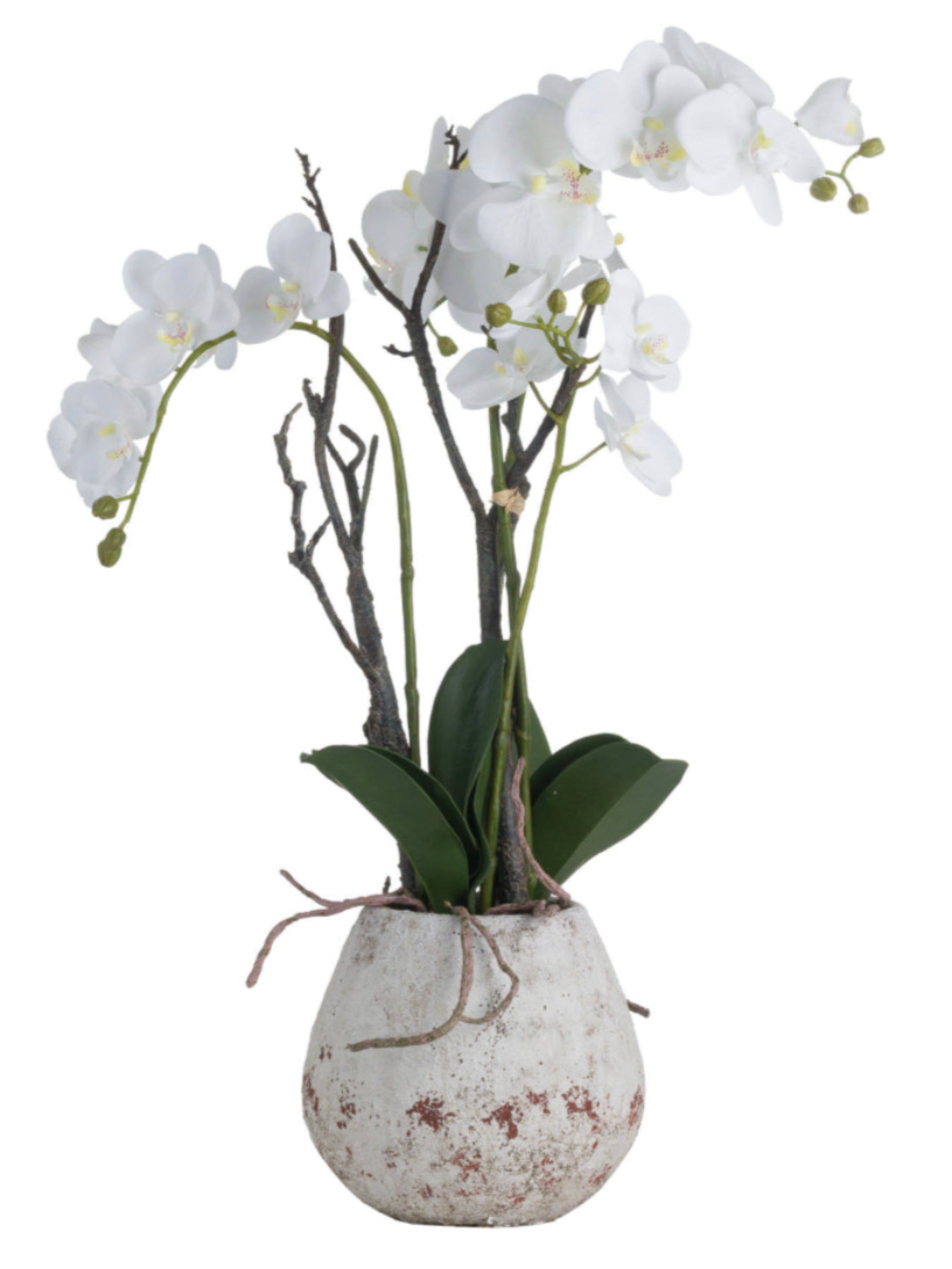 White Orchid in Stone Pot