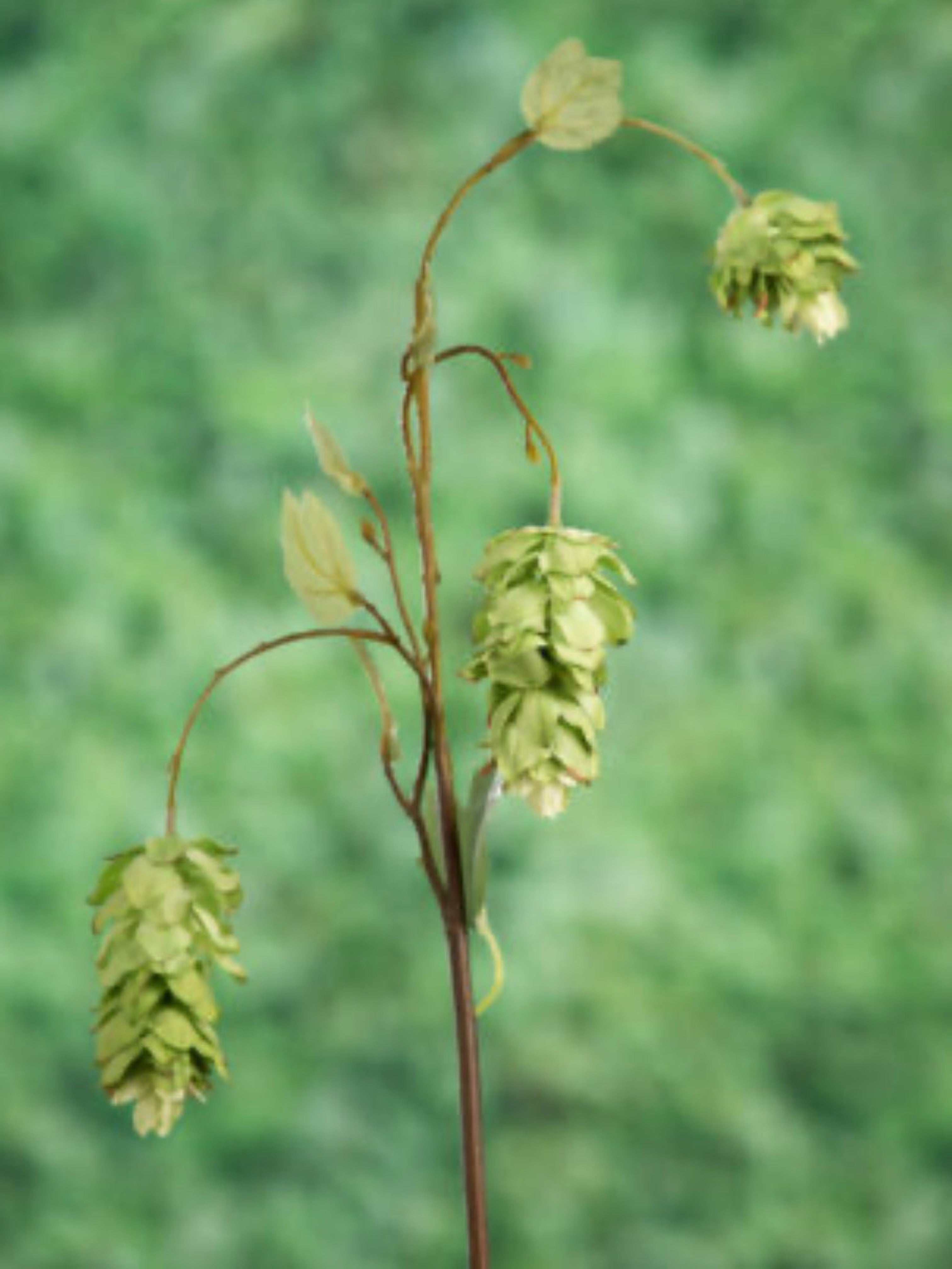 Faux Hops Stem