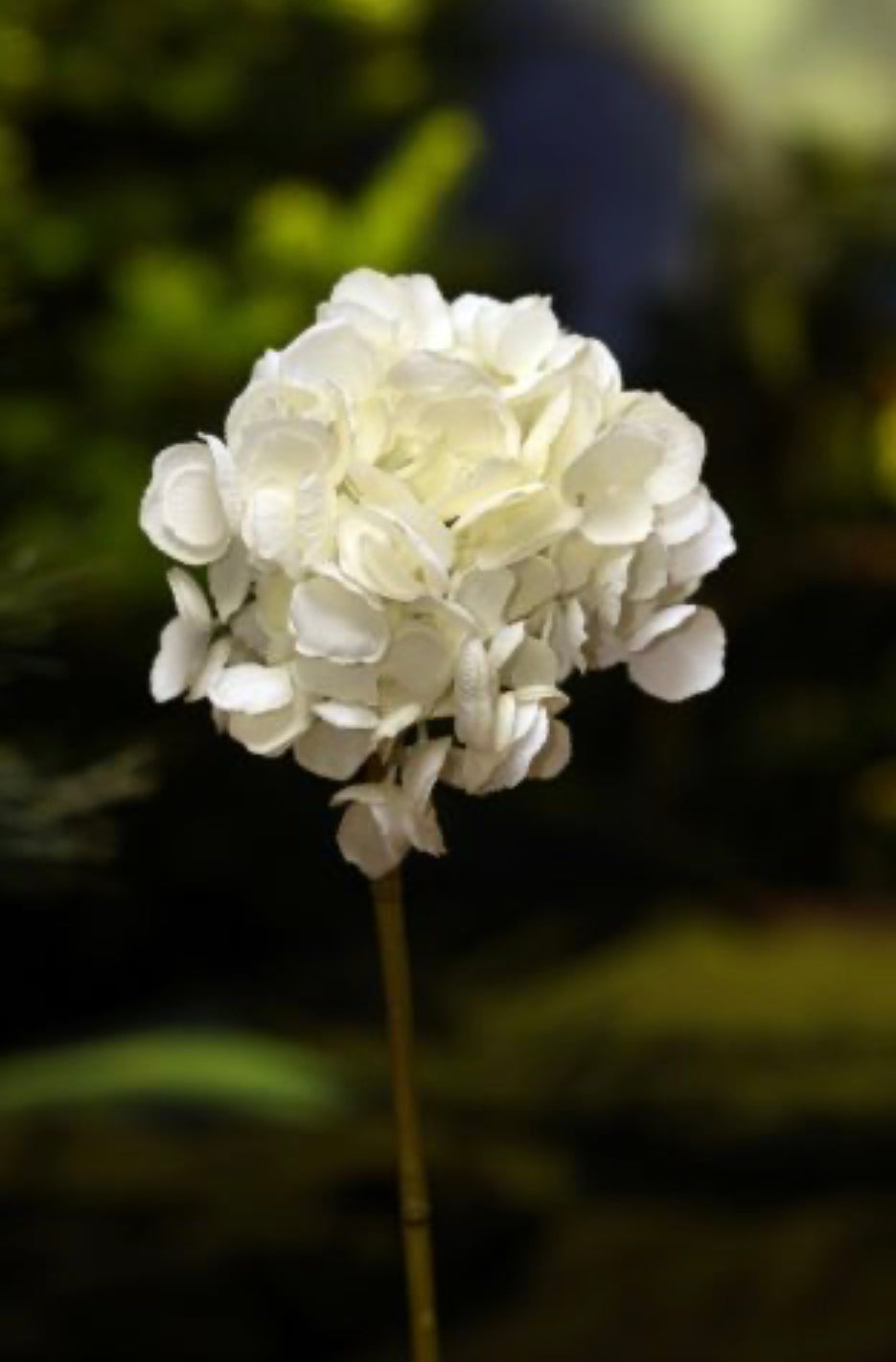 White Short Stem Individual Hydrangea