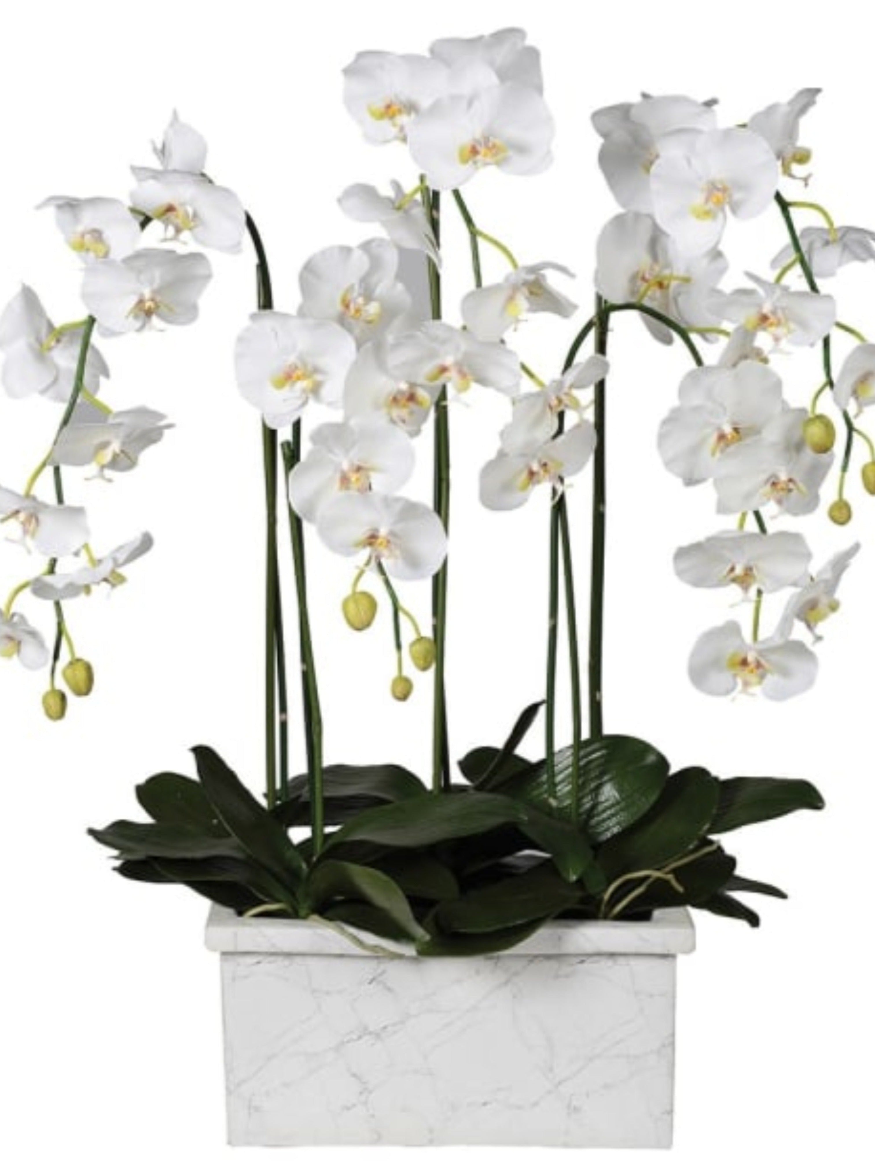 White Orchid Phalaenopsis Plant in Marble Look Planter