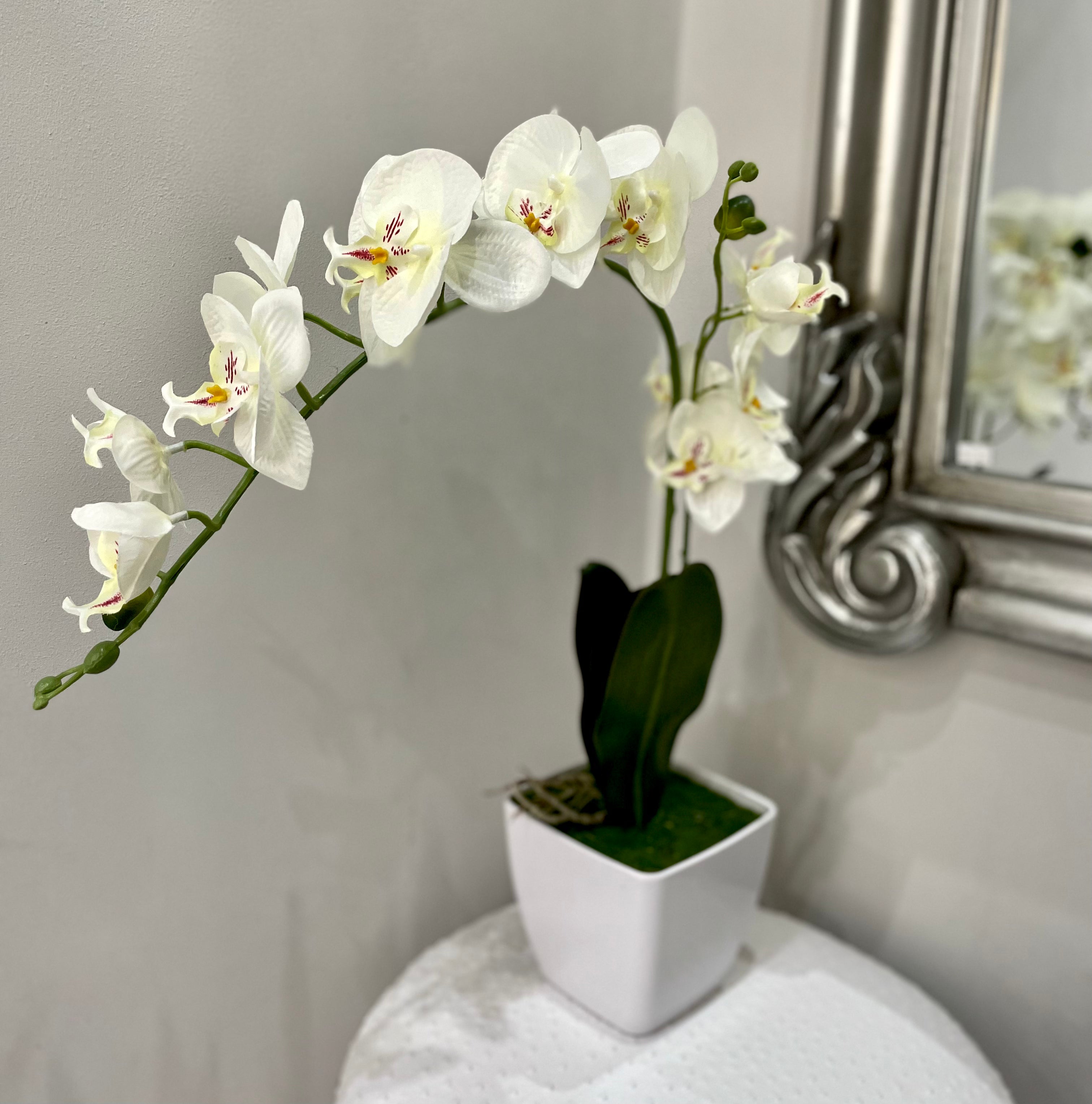 White Orchid Phalaenopsis Plant with Moss in White Gloss Planter