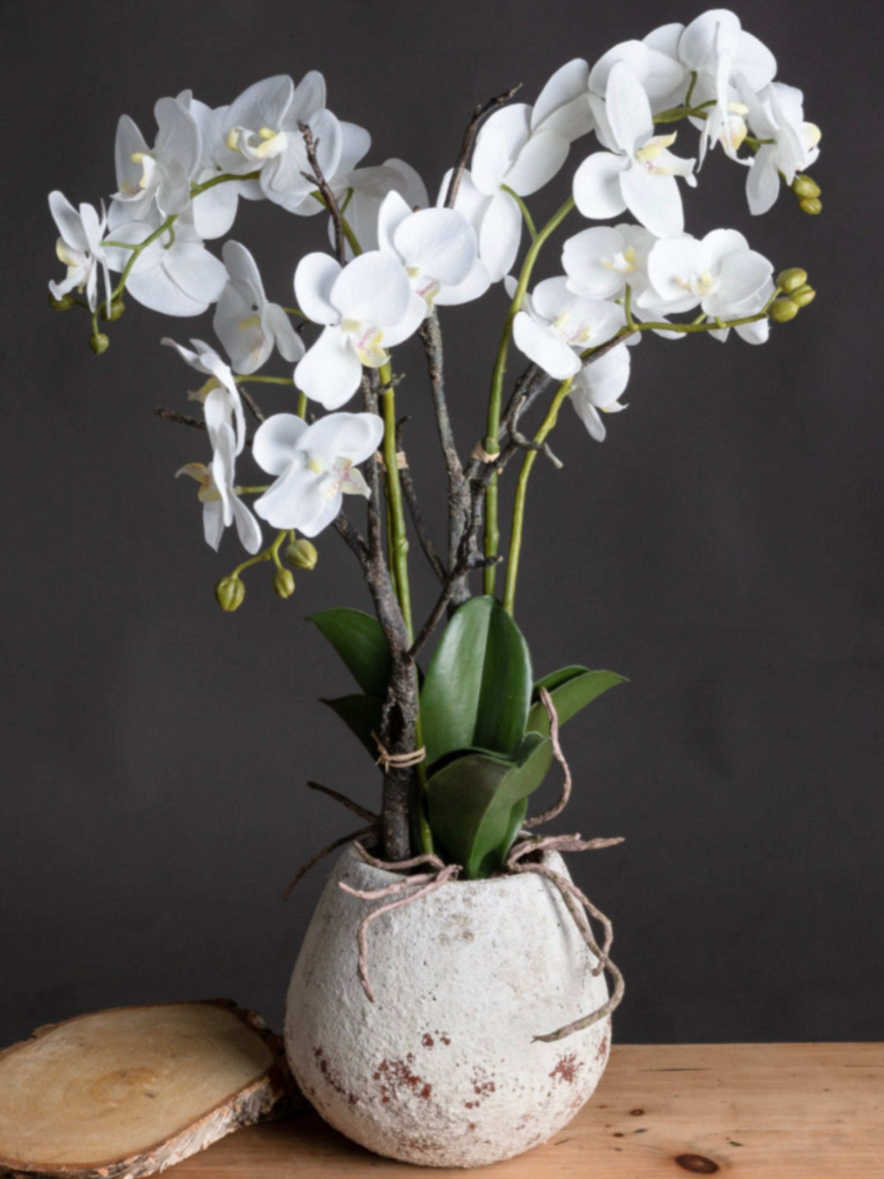 White Orchid in Stone Pot