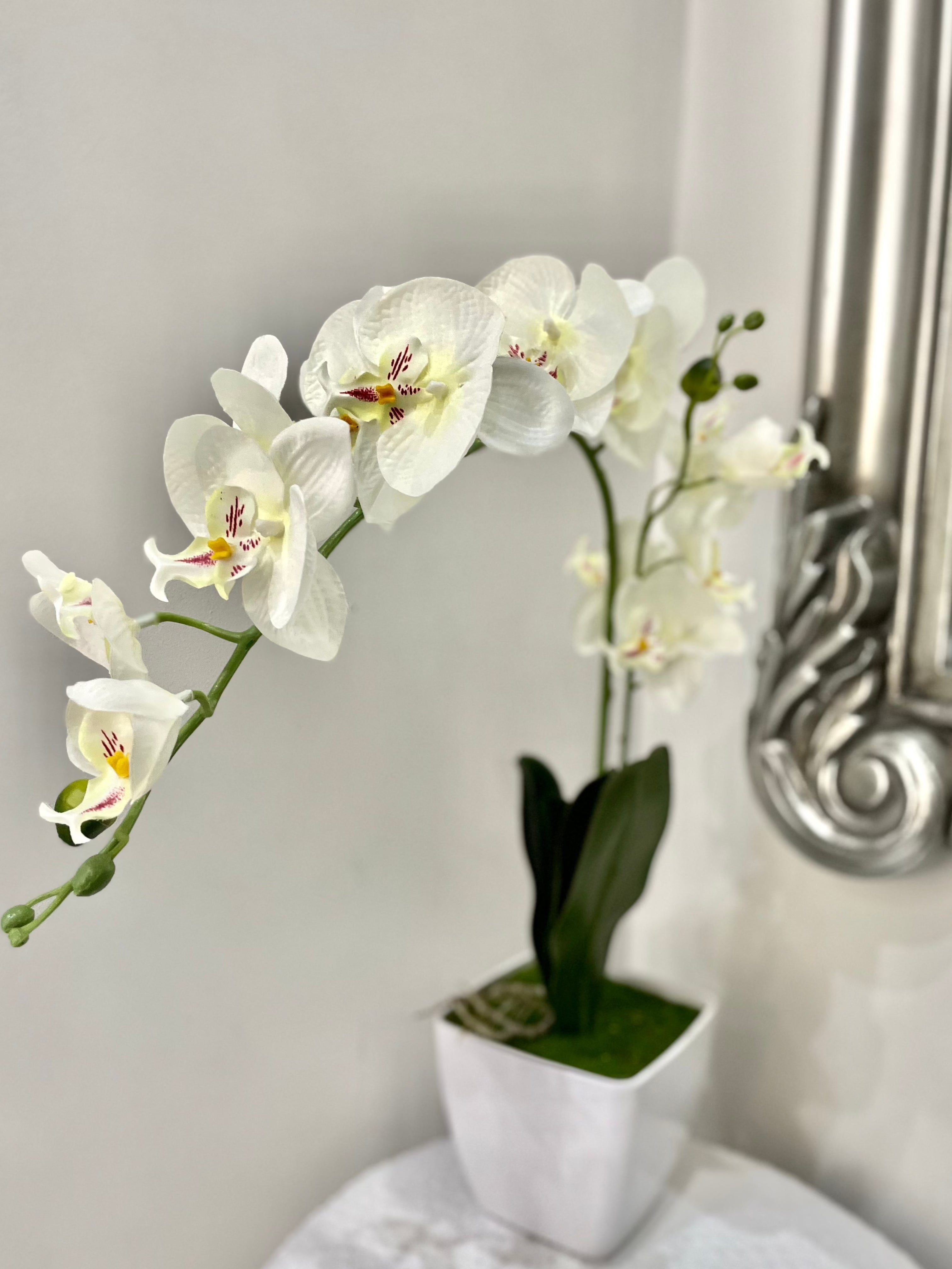 White Orchid Phalaenopsis Plant with Moss in White Gloss Planter