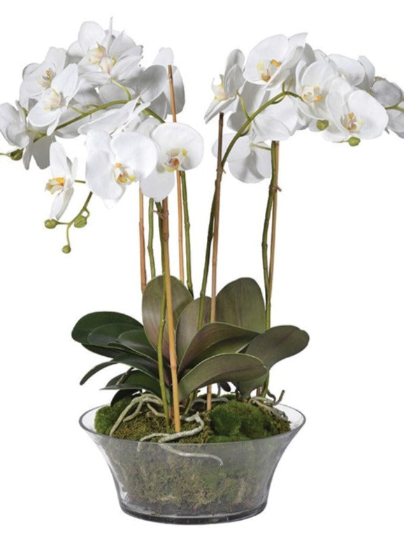 White Orchid Phalaenopsis Plants with Moss in Shallow Glass Bowl