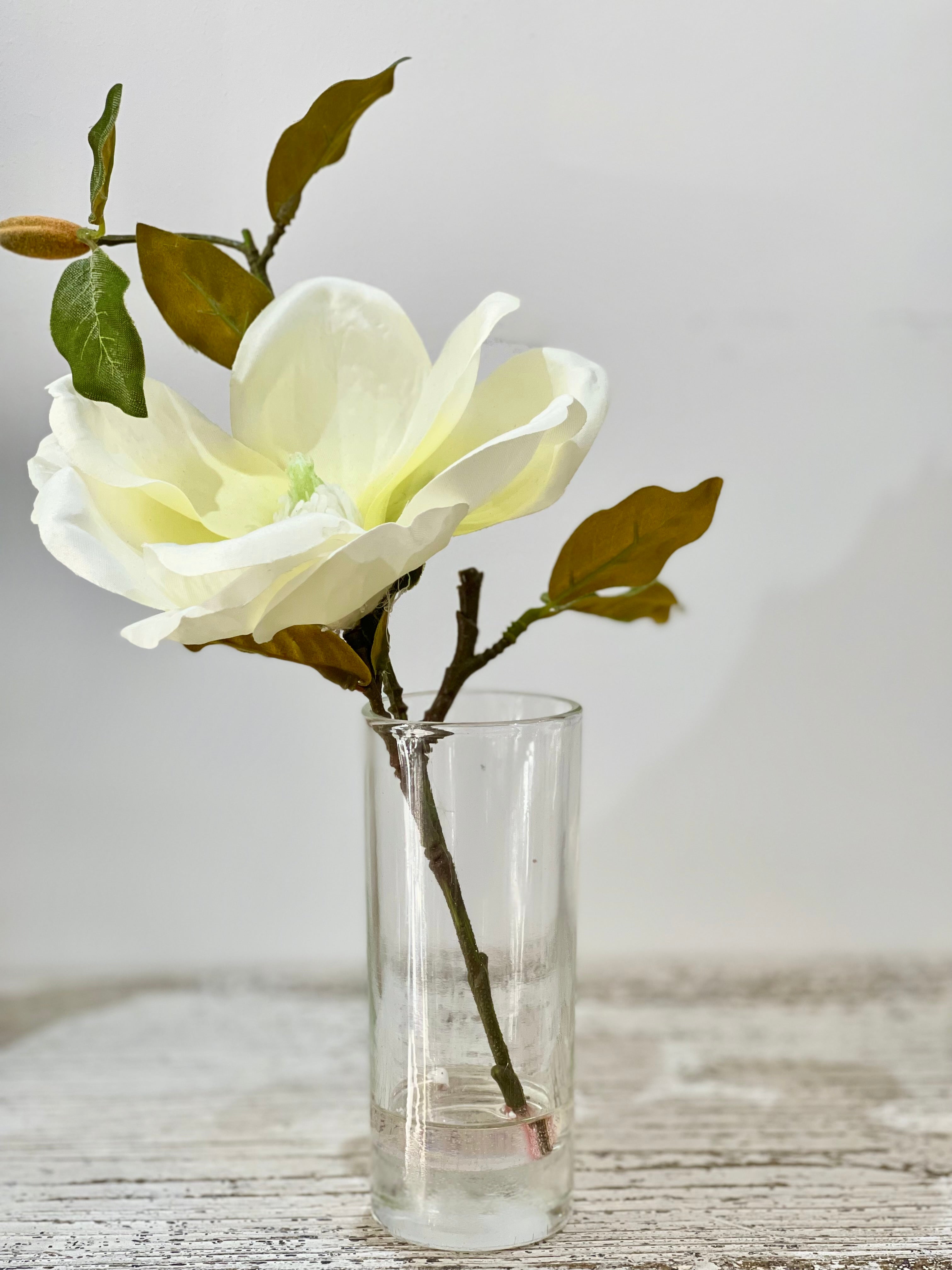 Singular Magnolia in Small Clear Glass Vase