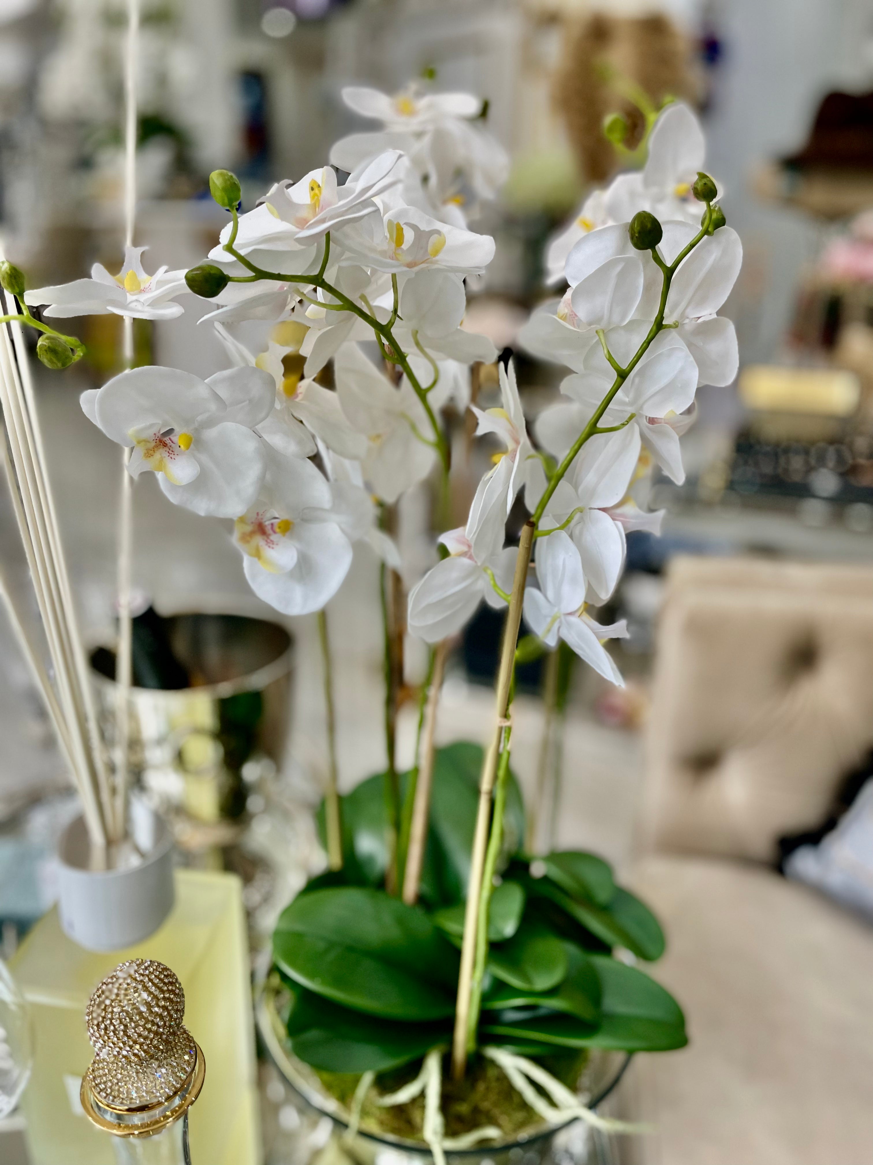 White Orchid Phalaenopsis Plants with Moss in Shallow Glass Bowl